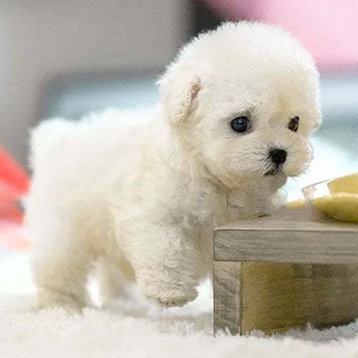 Трансграничные горячие продажи My Realistic Robot Puppy Мой робот-собака короткая плюшевая кукла