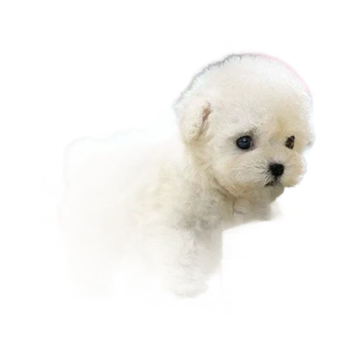 Трансграничные горячие продажи My Realistic Robot Puppy Мой робот-собака короткая плюшевая кукла
