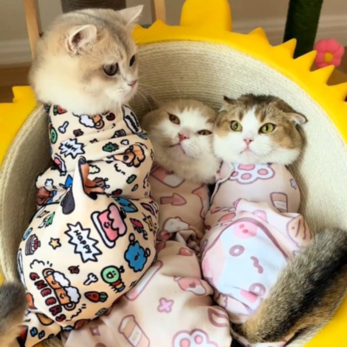 Ткань для упаковки кошек, ткань для кошек, фиксированная сумка для домашних животных, защита от царапин, защита от укусов,...