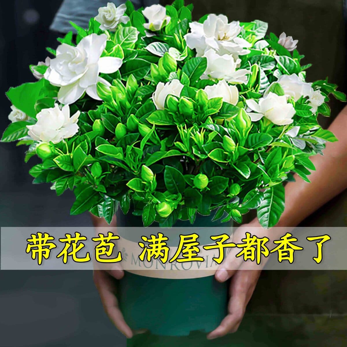 Цветочное растение Gardenia в горшке для дома с бутонами, балконное гидропонное зеленое растение, сильный аромат, большой...