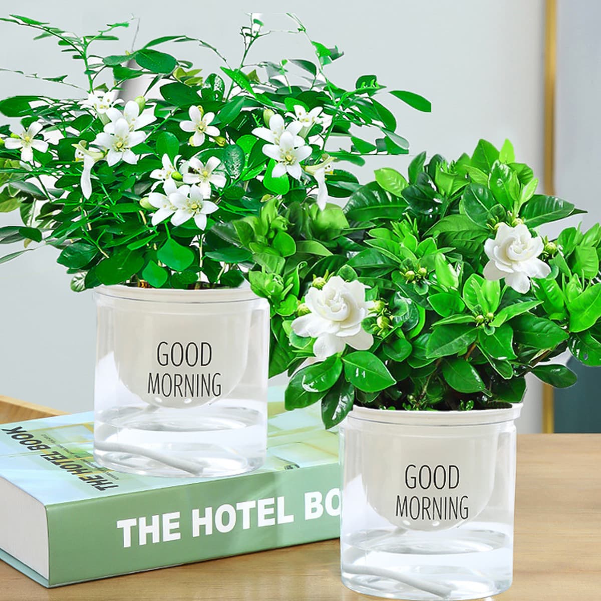 Цветочное растение Gardenia в горшке для дома с бутонами, балконное гидропонное зеленое растение, сильный аромат, большой...