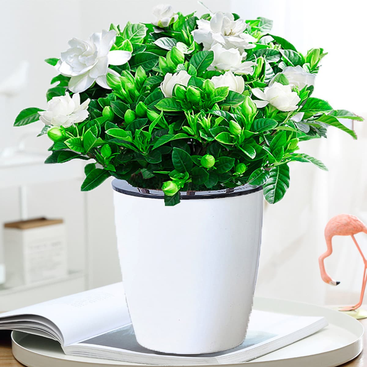 Цветочное растение Gardenia в горшке для дома с бутонами, балконное гидропонное зеленое растение, сильный аромат, большой...