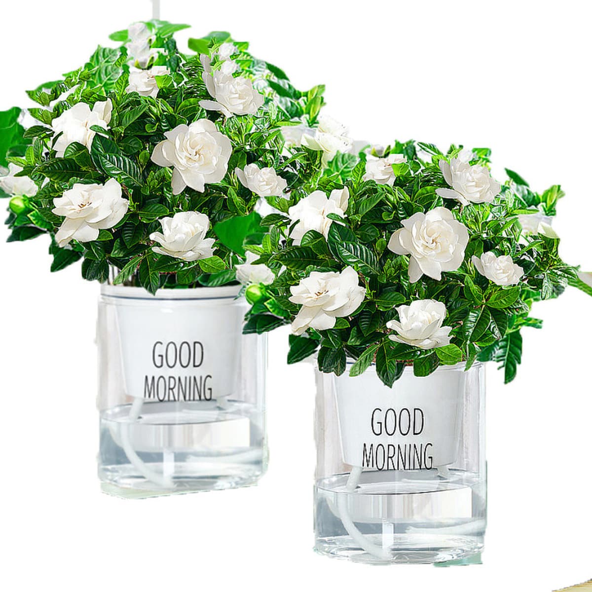 Цветочное растение Gardenia в горшке для дома с бутонами, балконное гидропонное зеленое растение, сильный аромат, большой...
