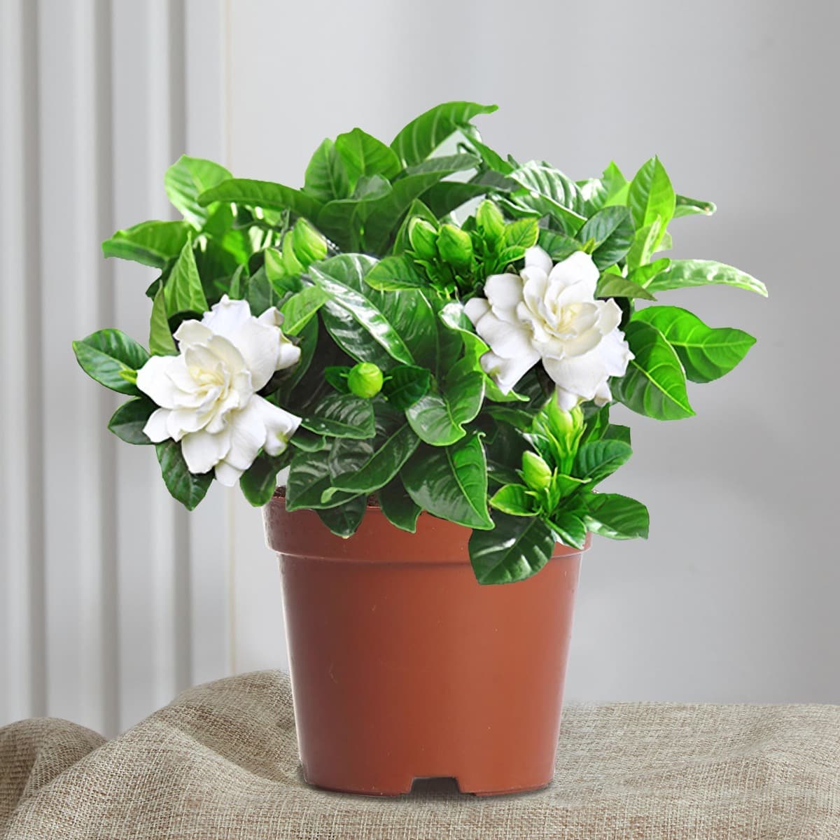 Цветочное растение Gardenia в горшке для дома с бутонами, балконное гидропонное зеленое растение, сильный аромат, большой...