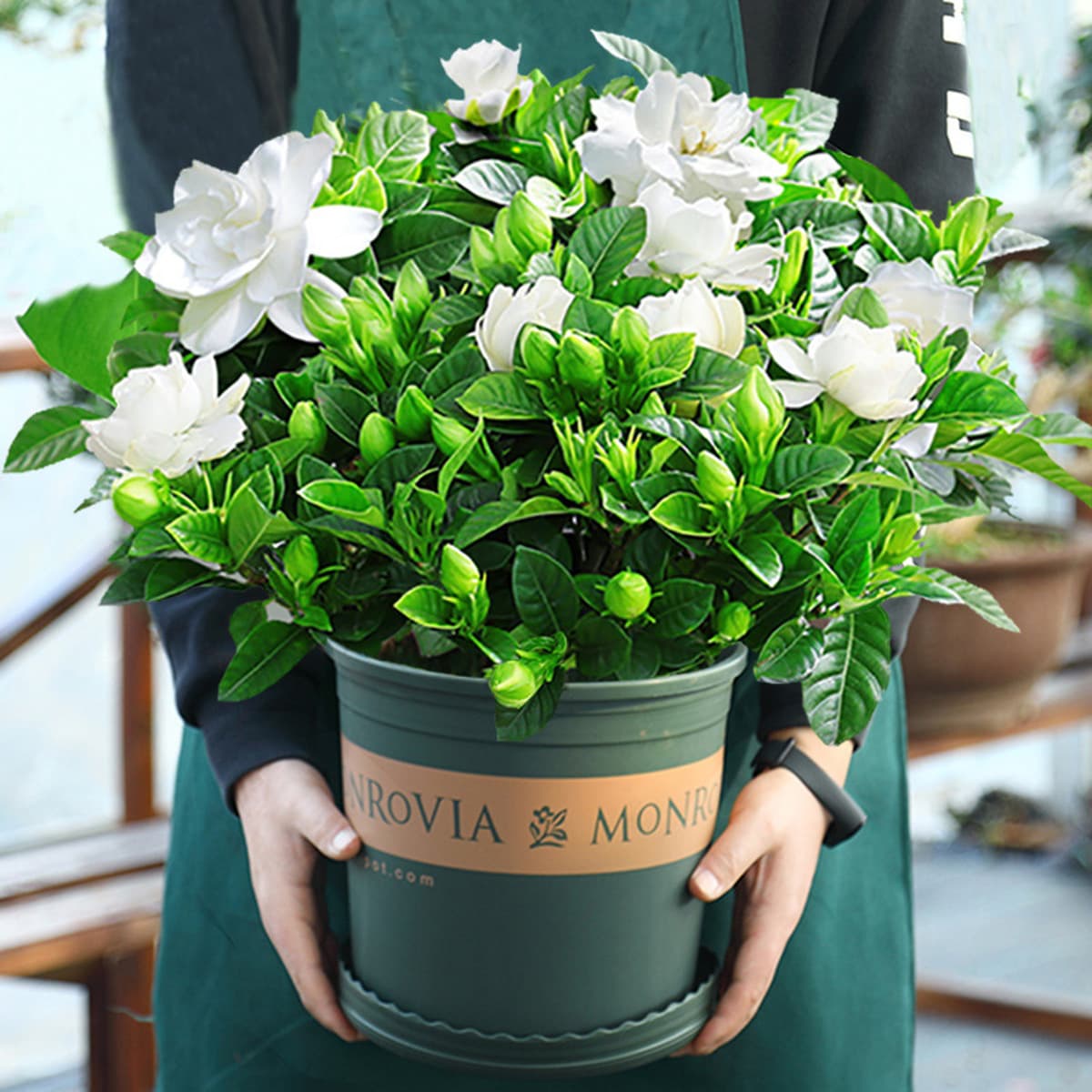 Цветочное растение Gardenia в горшке для дома с бутонами, балконное гидропонное зеленое растение, сильный аромат, большой...