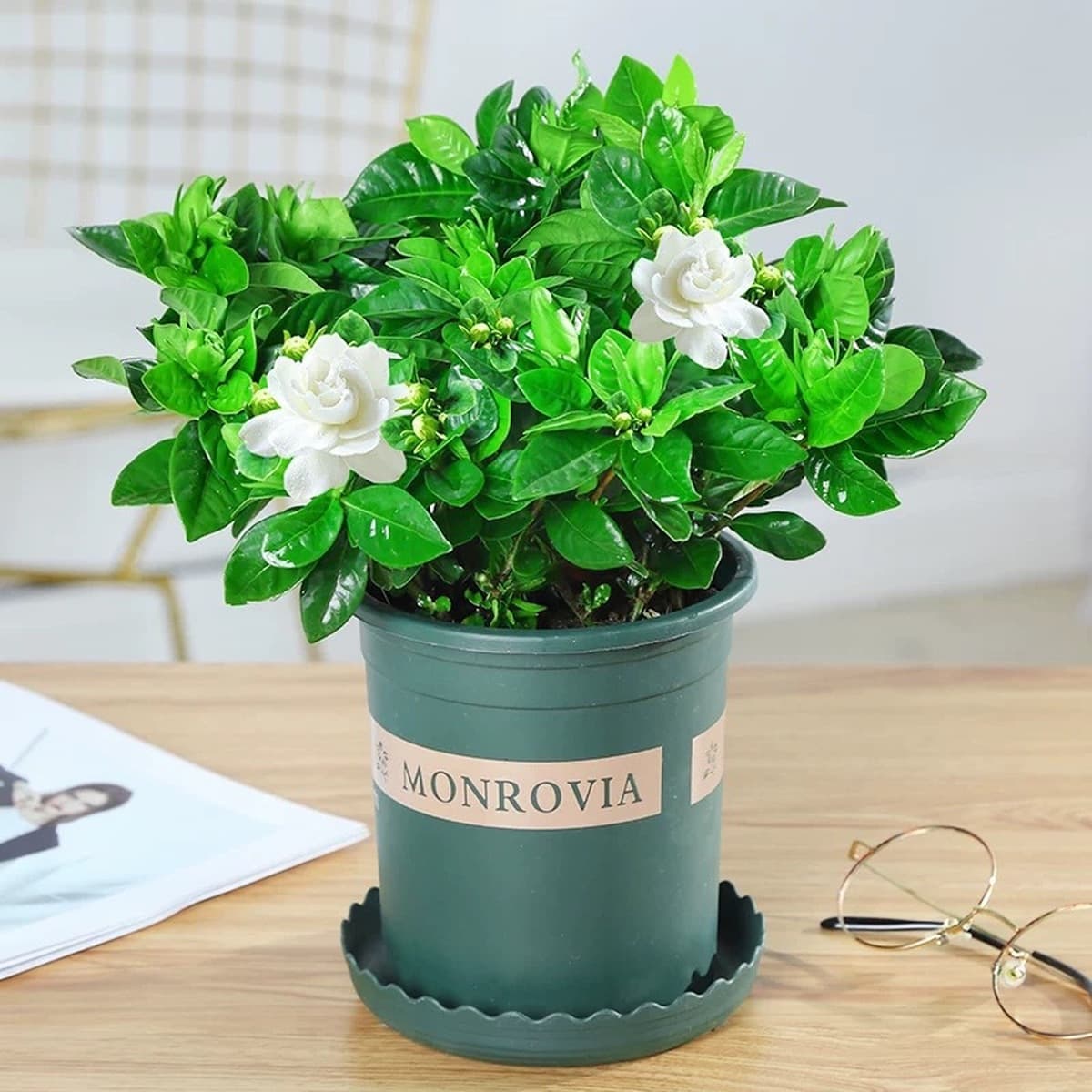 Цветочное растение Gardenia в горшке для дома с бутонами, балконное гидропонное зеленое растение, сильный аромат, большой...