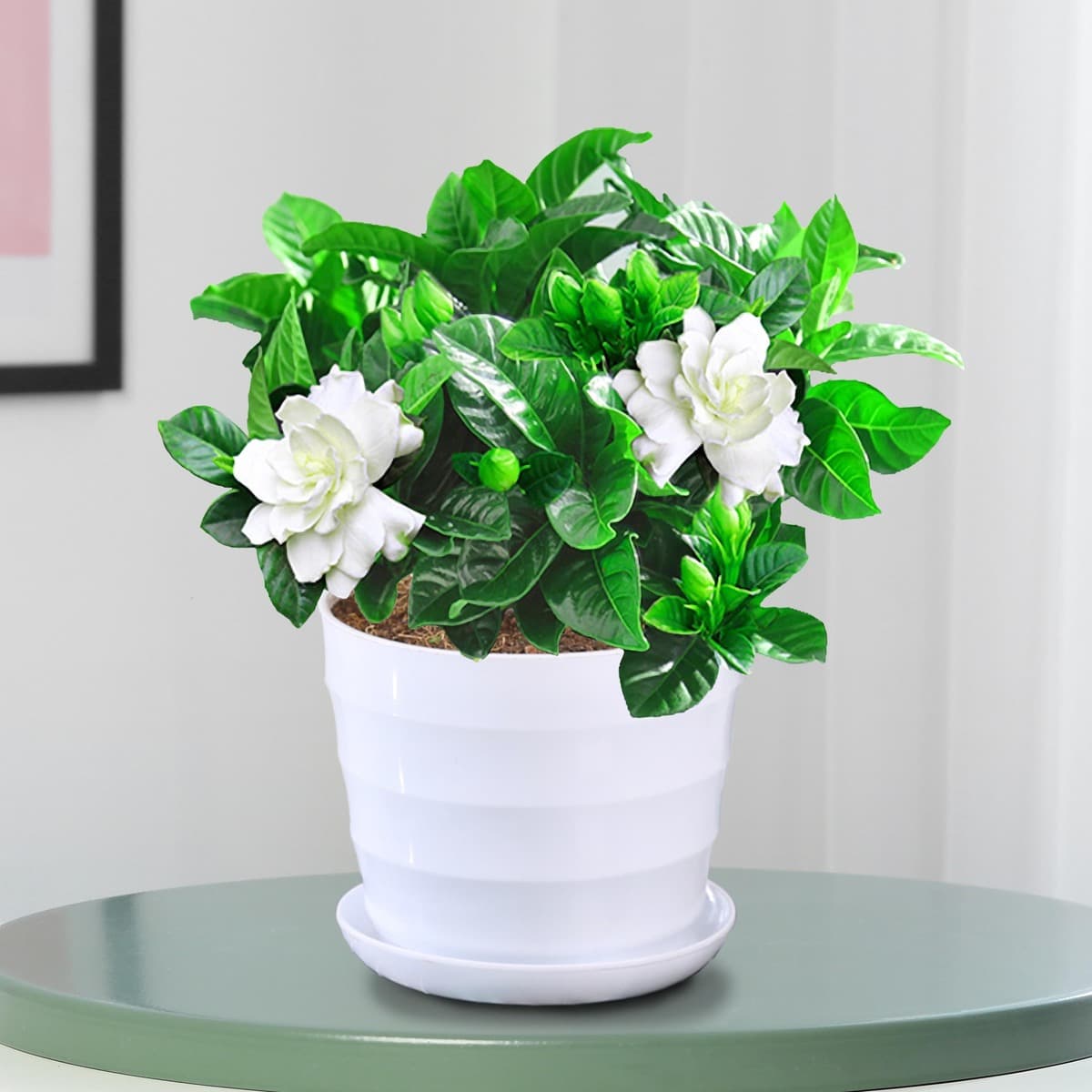 Цветочное растение Gardenia в горшке для дома с бутонами, балконное гидропонное зеленое растение, сильный аромат, большой...