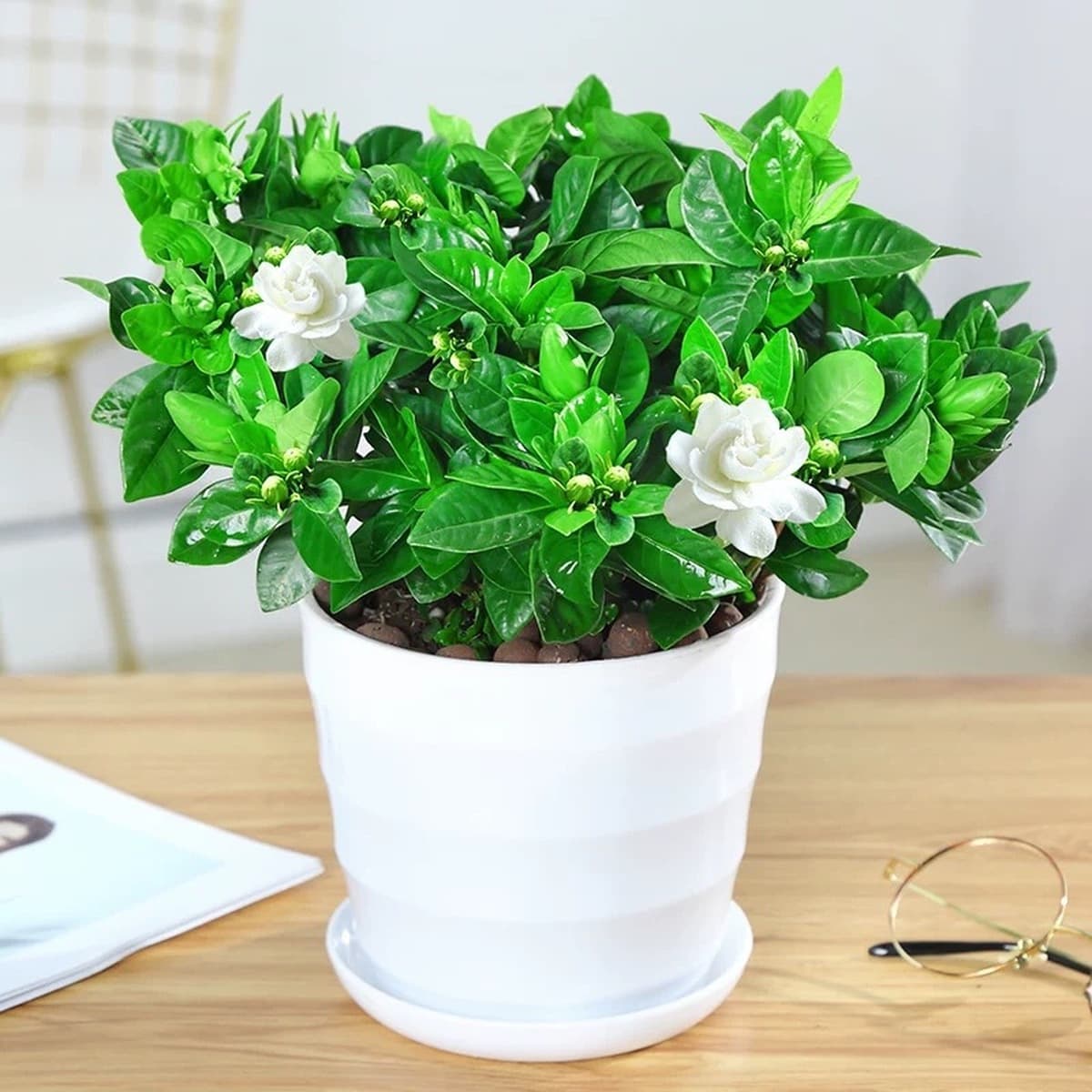 Цветочное растение Gardenia в горшке для дома с бутонами, балконное гидропонное зеленое растение, сильный аромат, большой...