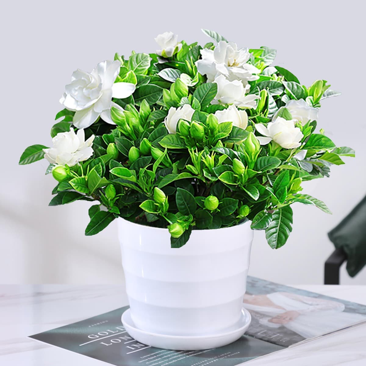 Цветочное растение Gardenia в горшке для дома с бутонами, балконное гидропонное зеленое растение, сильный аромат, большой...